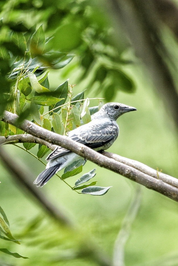 White-rumped Cuckooshrike - ML71526501