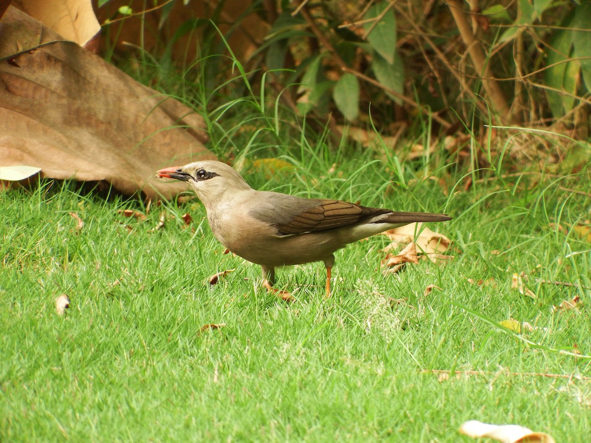 Burmese Myna - Ben Weil