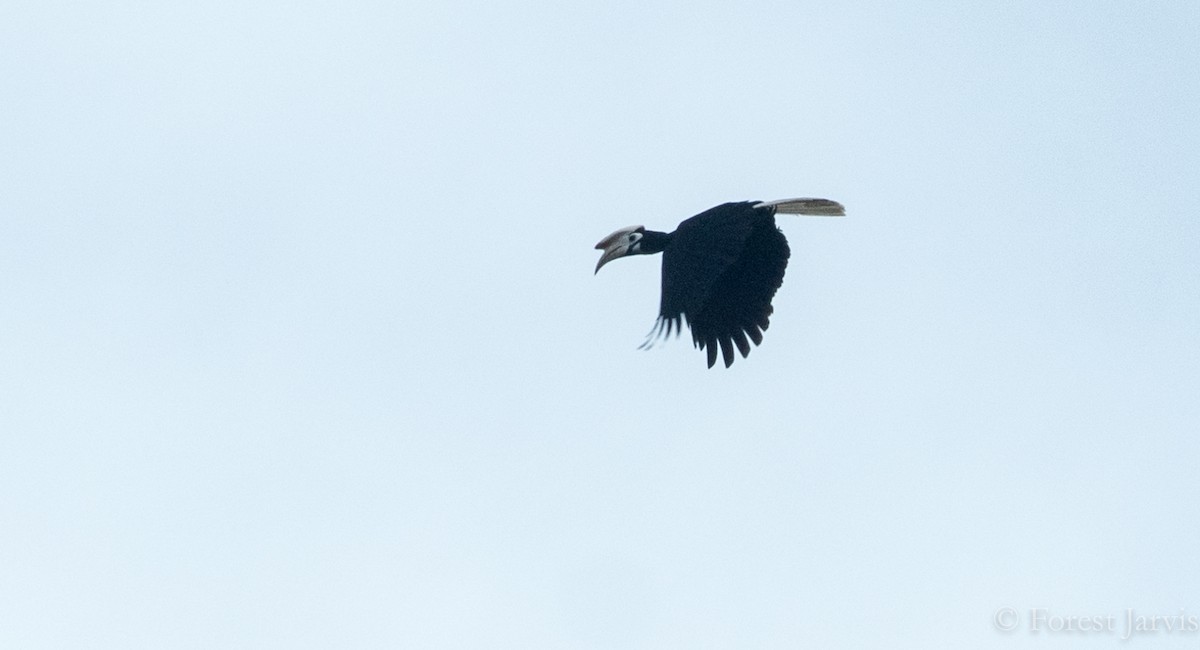 Palawan Hornbill - Forest Botial-Jarvis