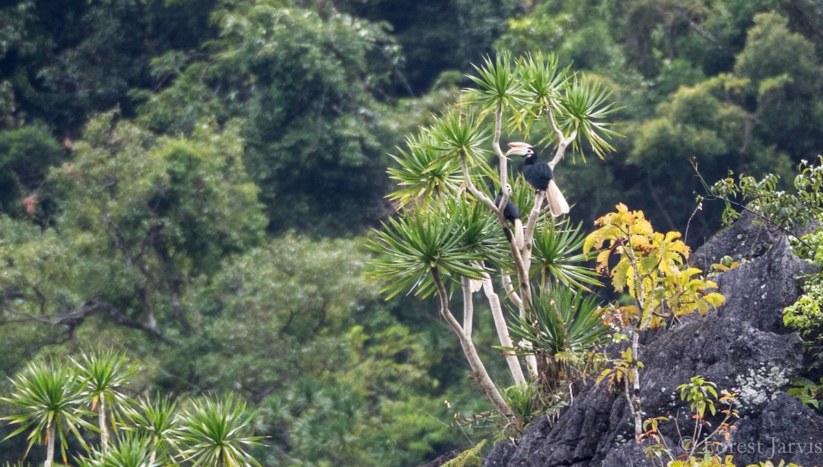 Palawan Hornbill - Forest Botial-Jarvis