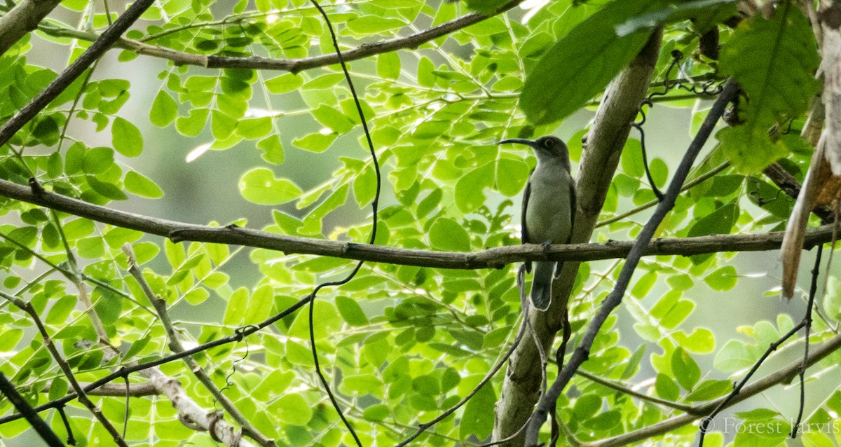 Pale Spiderhunter - Forest Botial-Jarvis