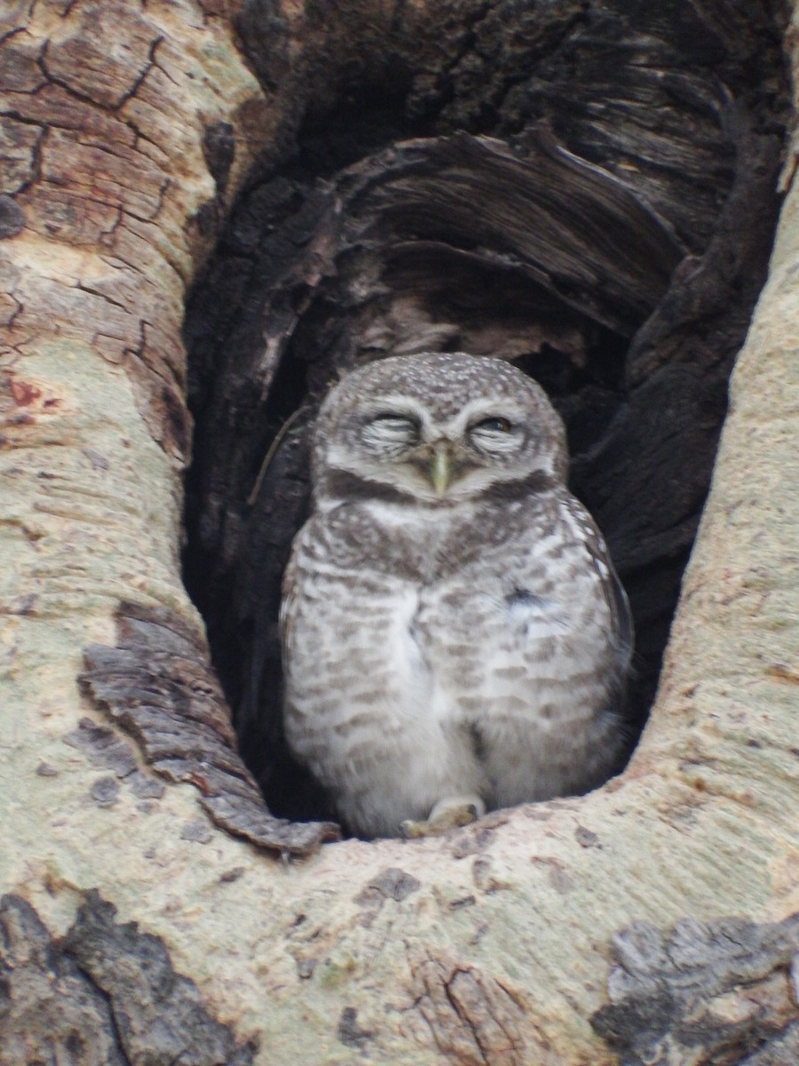 Spotted Owlet - ML71528121