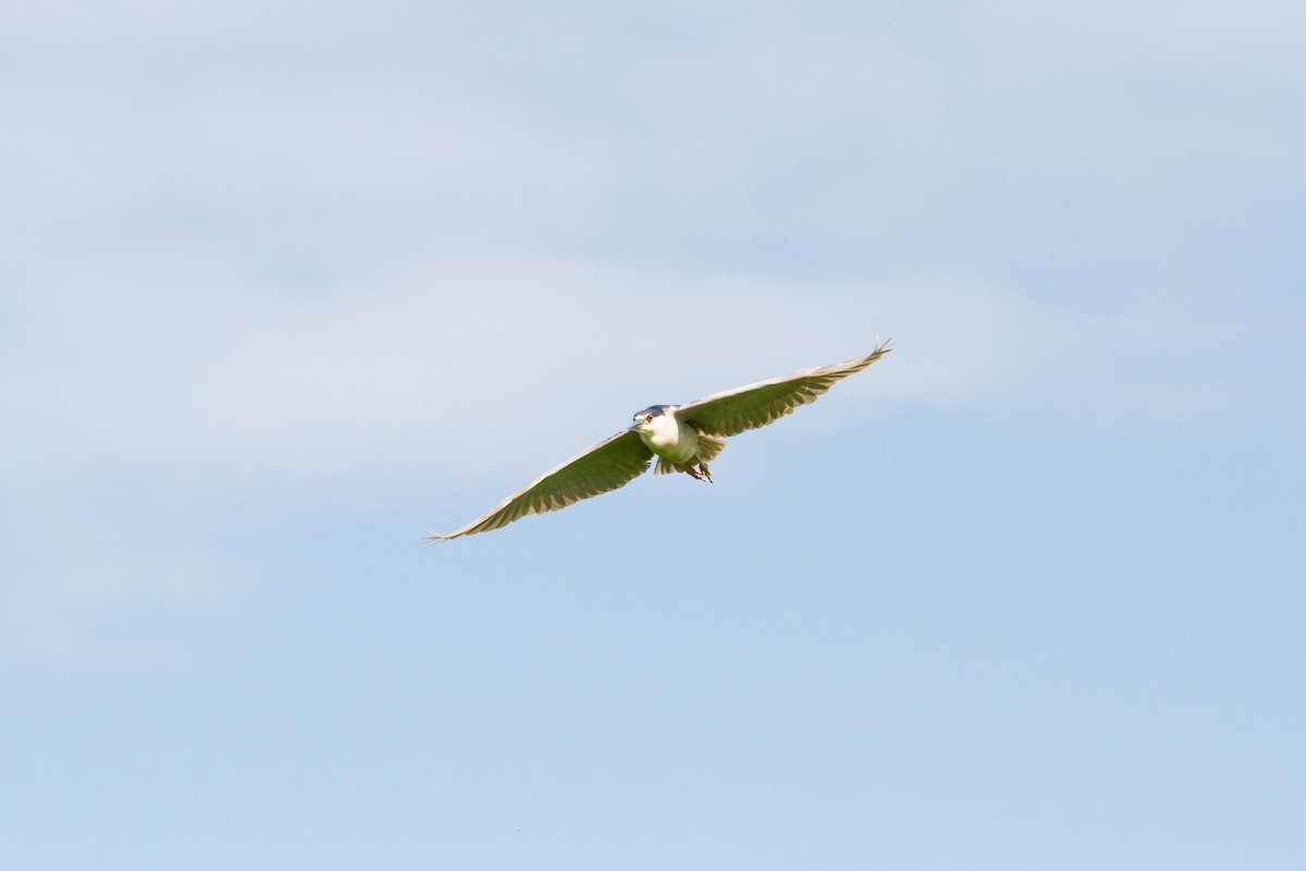 Black-crowned Night Heron - ML71528301