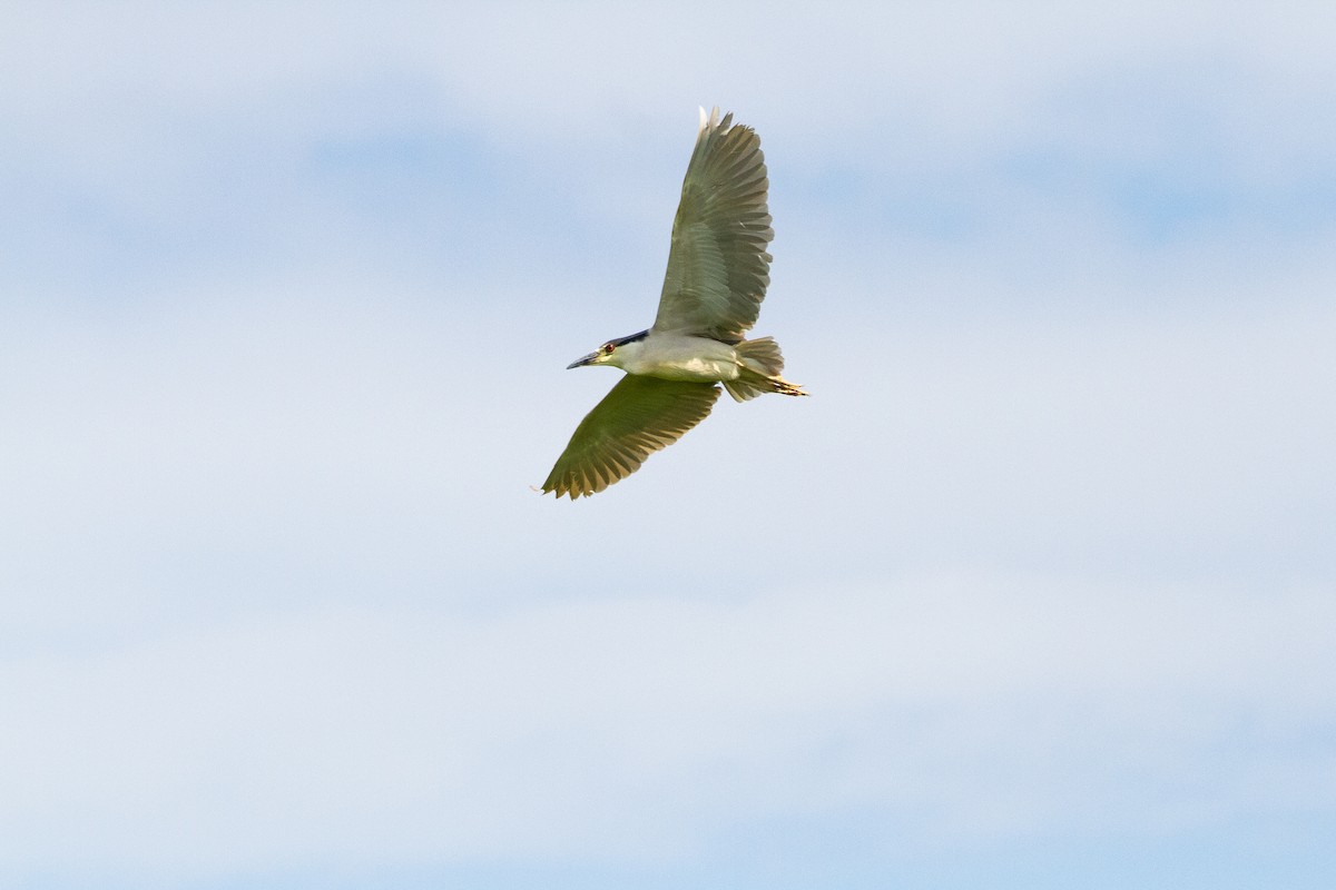 Black-crowned Night Heron - ML71528311