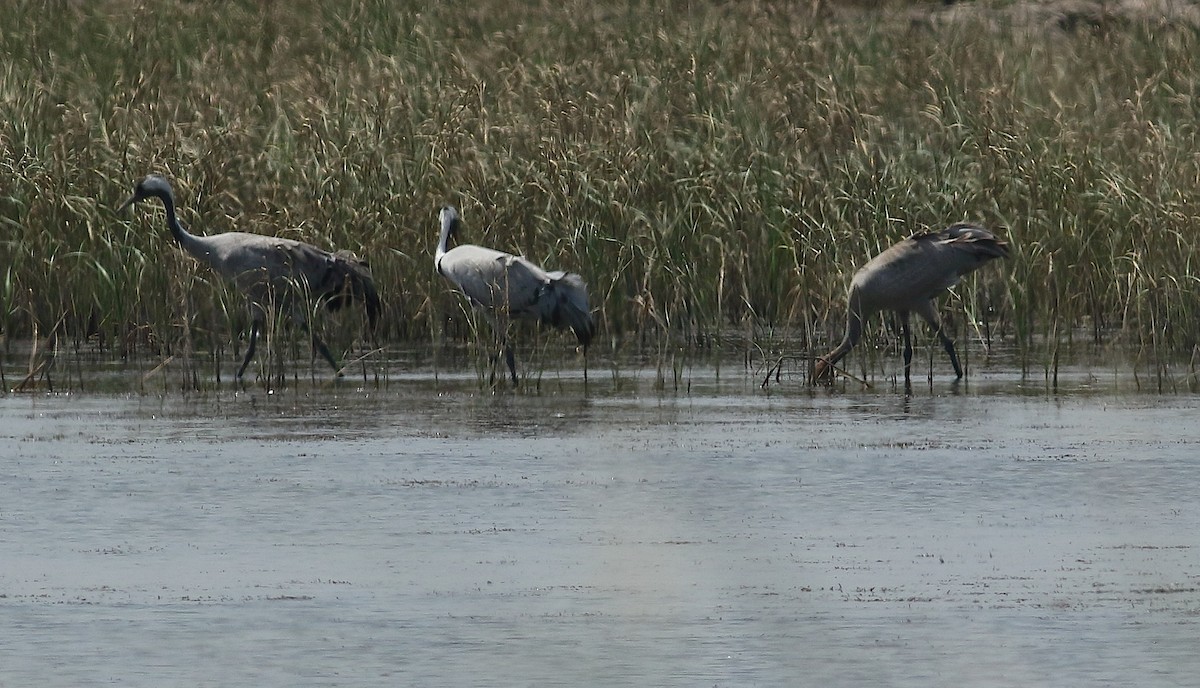 Common Crane - ML71528791