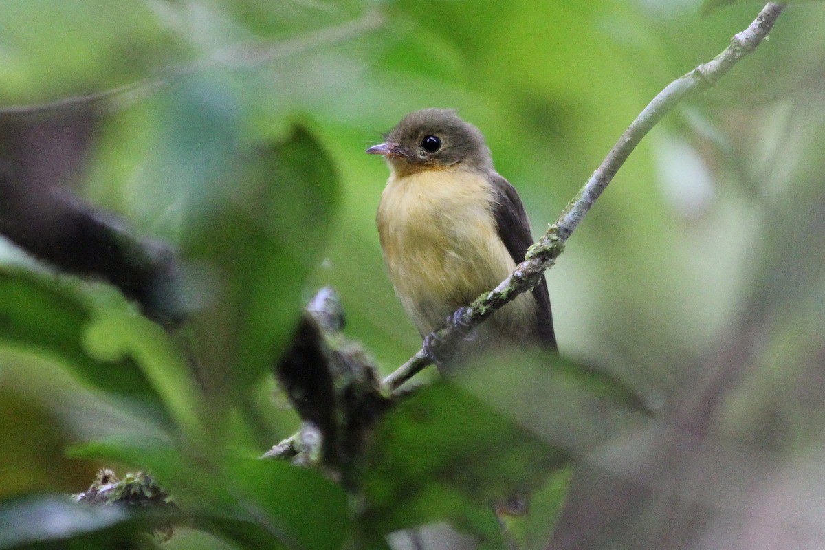 Black-tailed Flycatcher - ML71529041