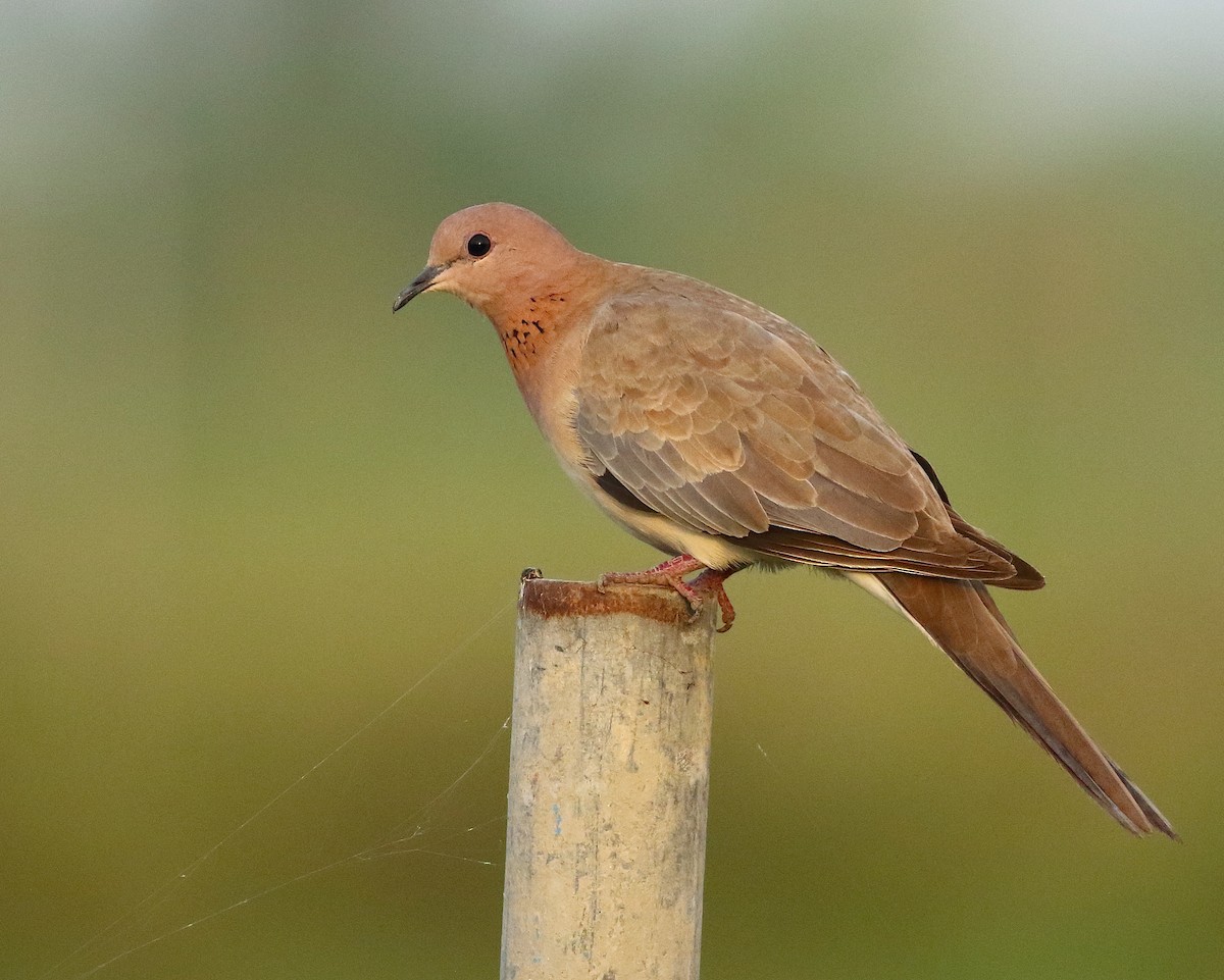 Laughing Dove - Savio Fonseca (www.avocet-peregrine.com)