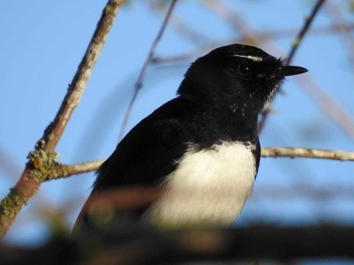 Willie-wagtail - Jeffrey Crawley