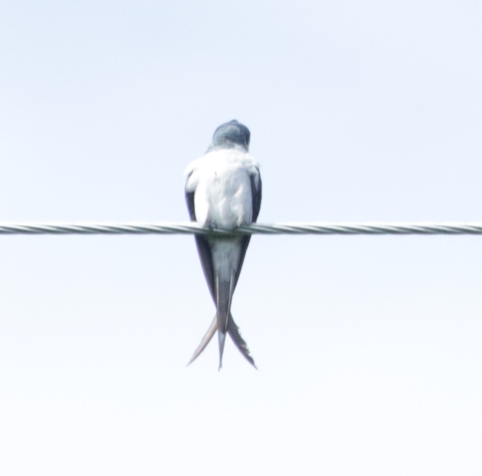 Gray-rumped Treeswift - ML71530061