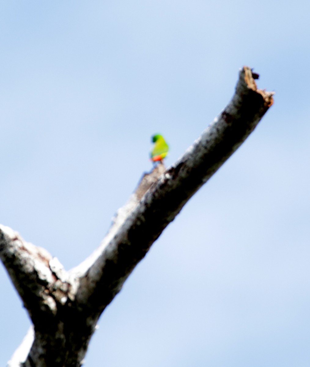 Sulawesi Hanging-Parrot - Siti Sutedjo