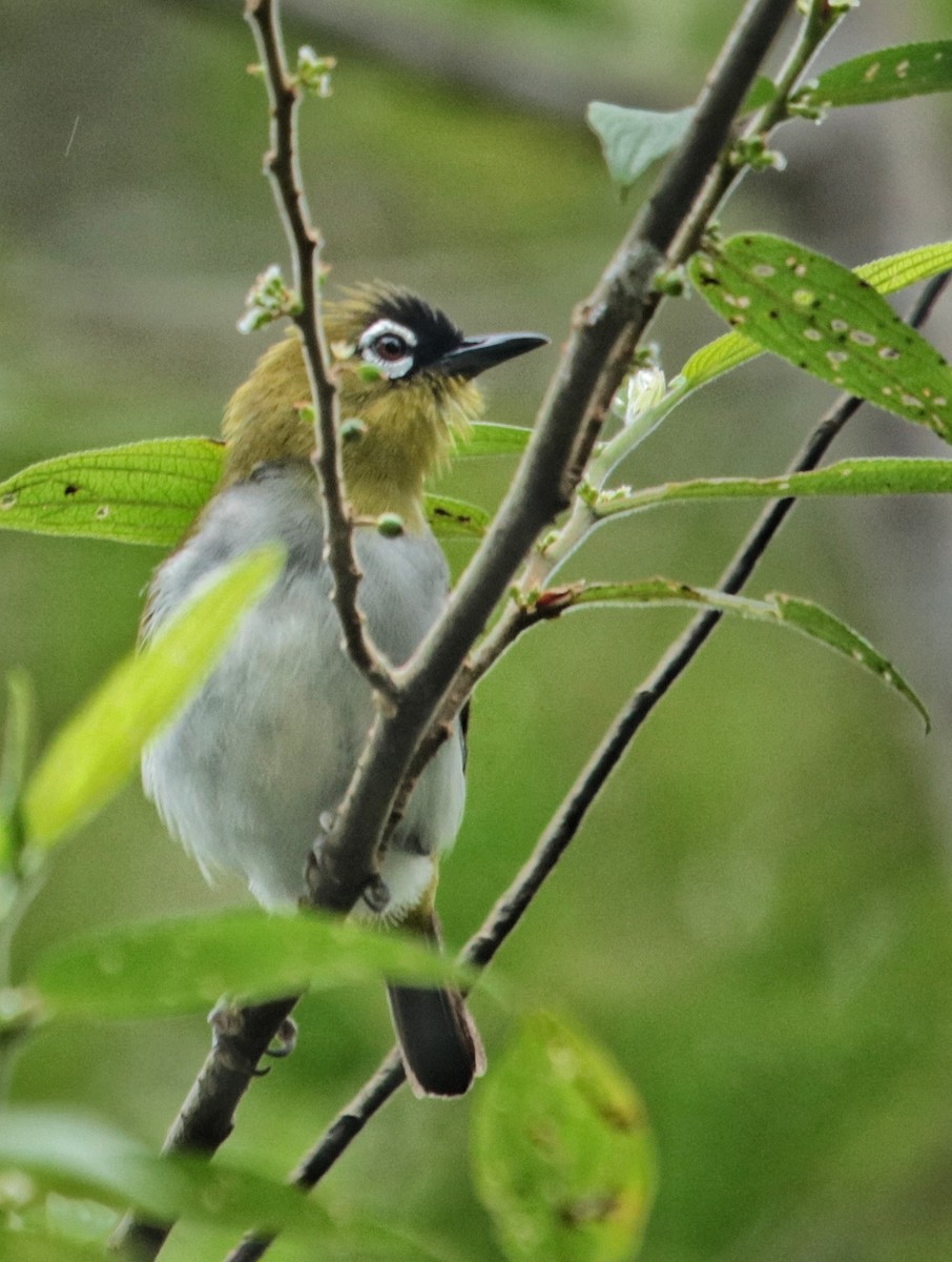 Black-crowned White-eye - Siti Sutedjo