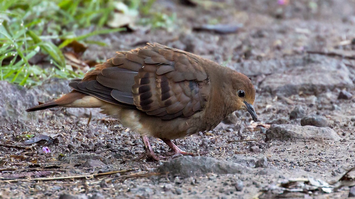 Maroon-chested Ground Dove - Renato Espinosa