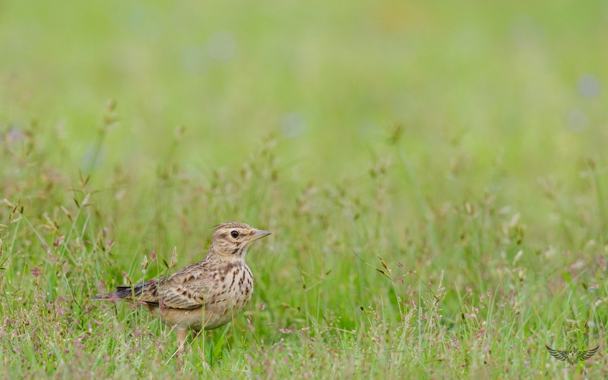 Malabar Lark - ML71533811