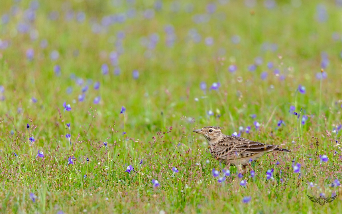 Malabar Lark - Mohith Shenoy