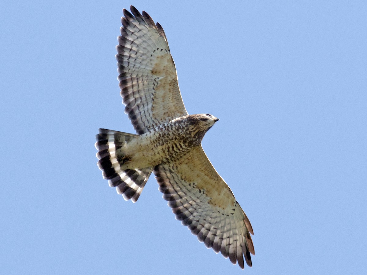 Adult light morph