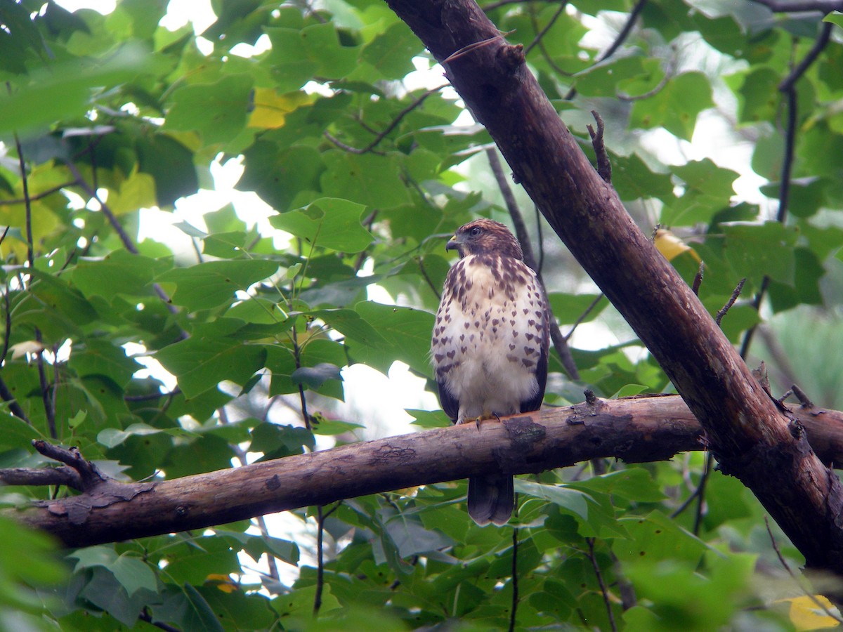 Habitat