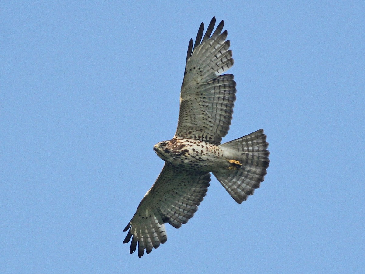 Juvenile light morph