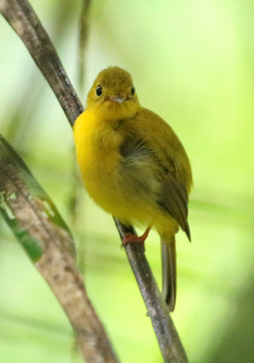 Citrine Canary-Flycatcher - Siti Sutedjo