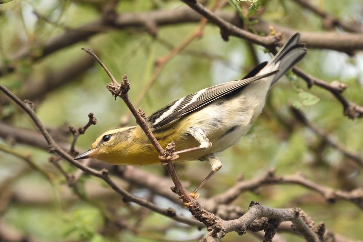 Blackburnian Warbler - ML71536451