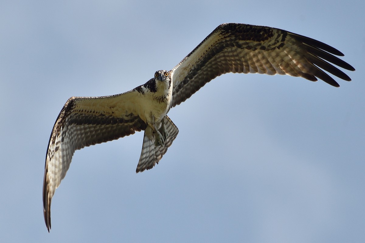 Osprey - Michiel Oversteegen