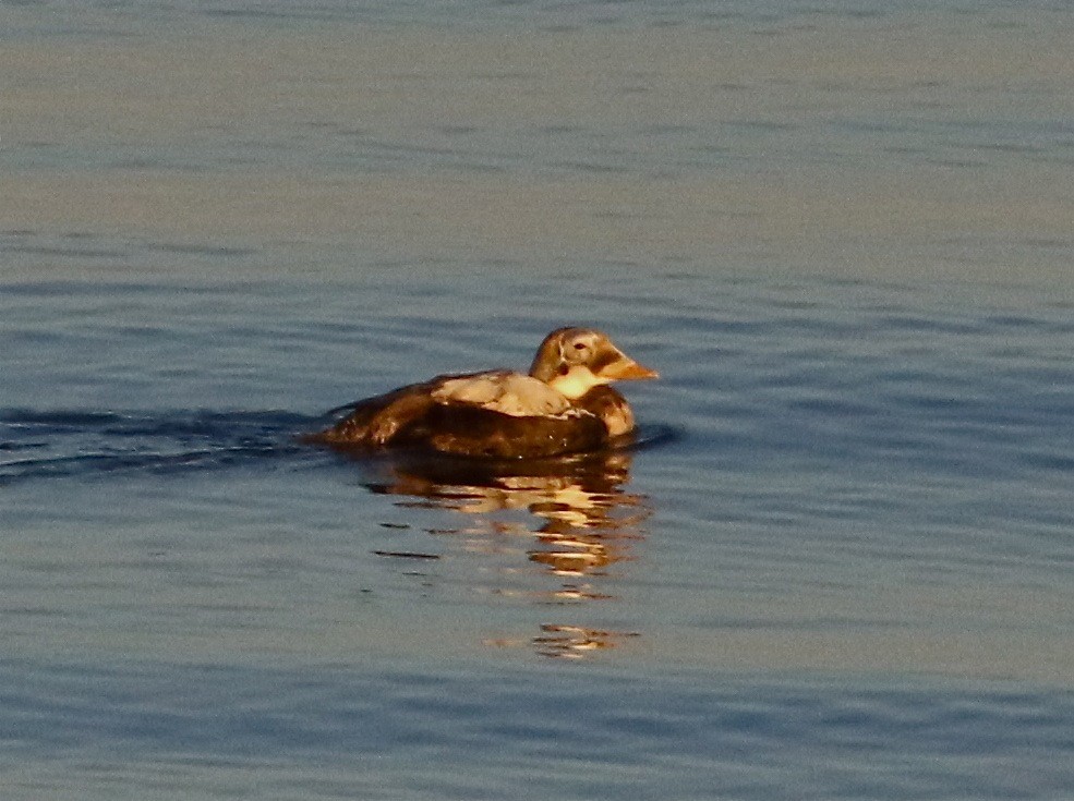 Spectacled Eider - ML71537631