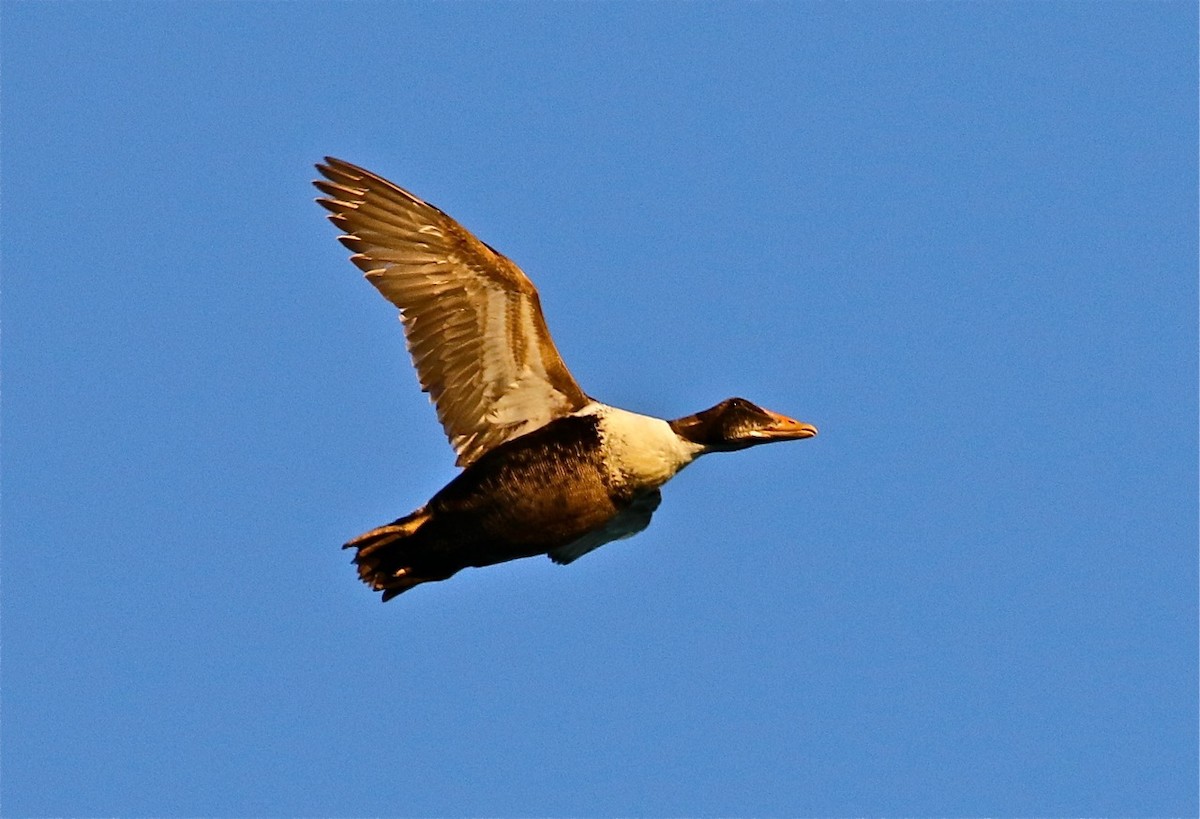 Common Eider - ML71537691