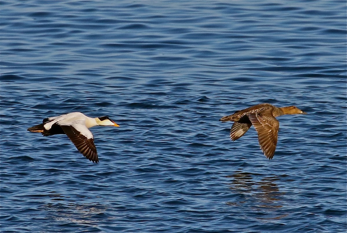 Common Eider - ML71537701