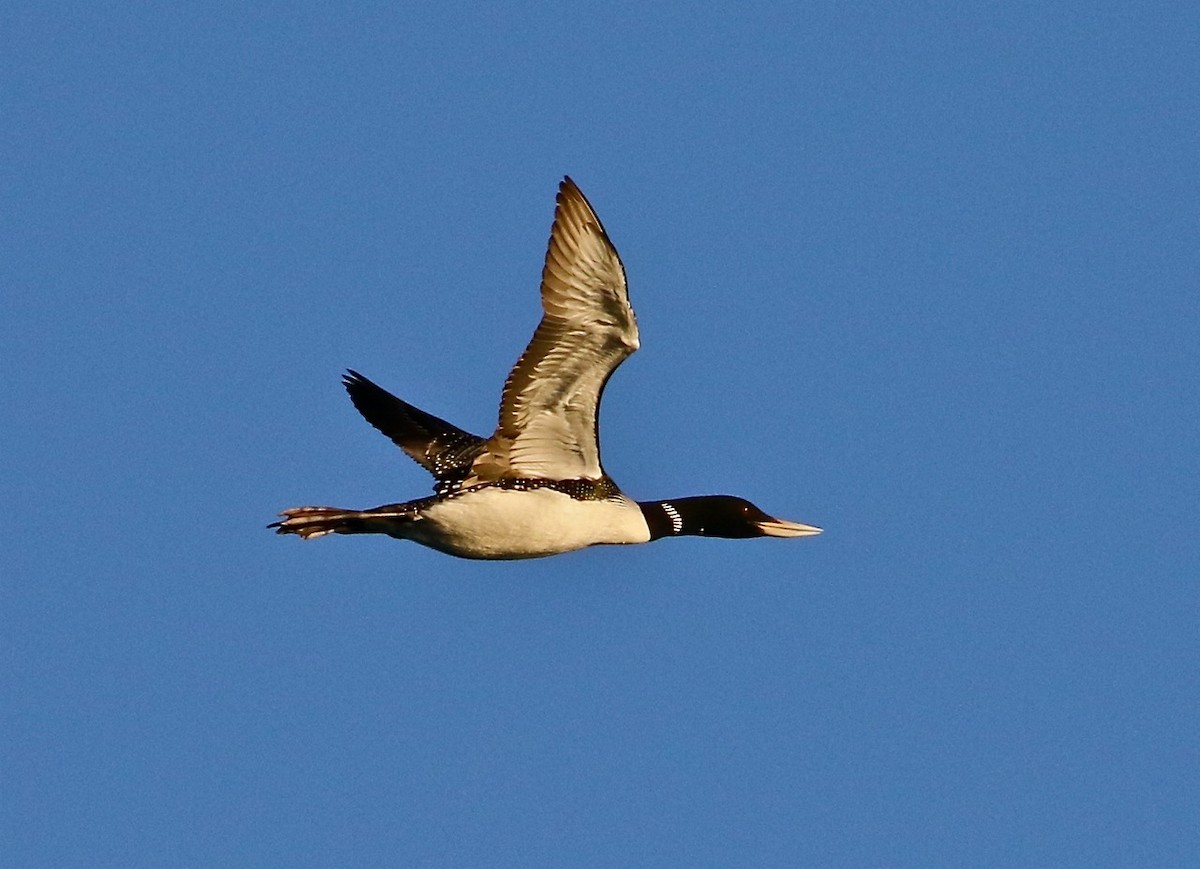 Yellow-billed Loon - ML71537711