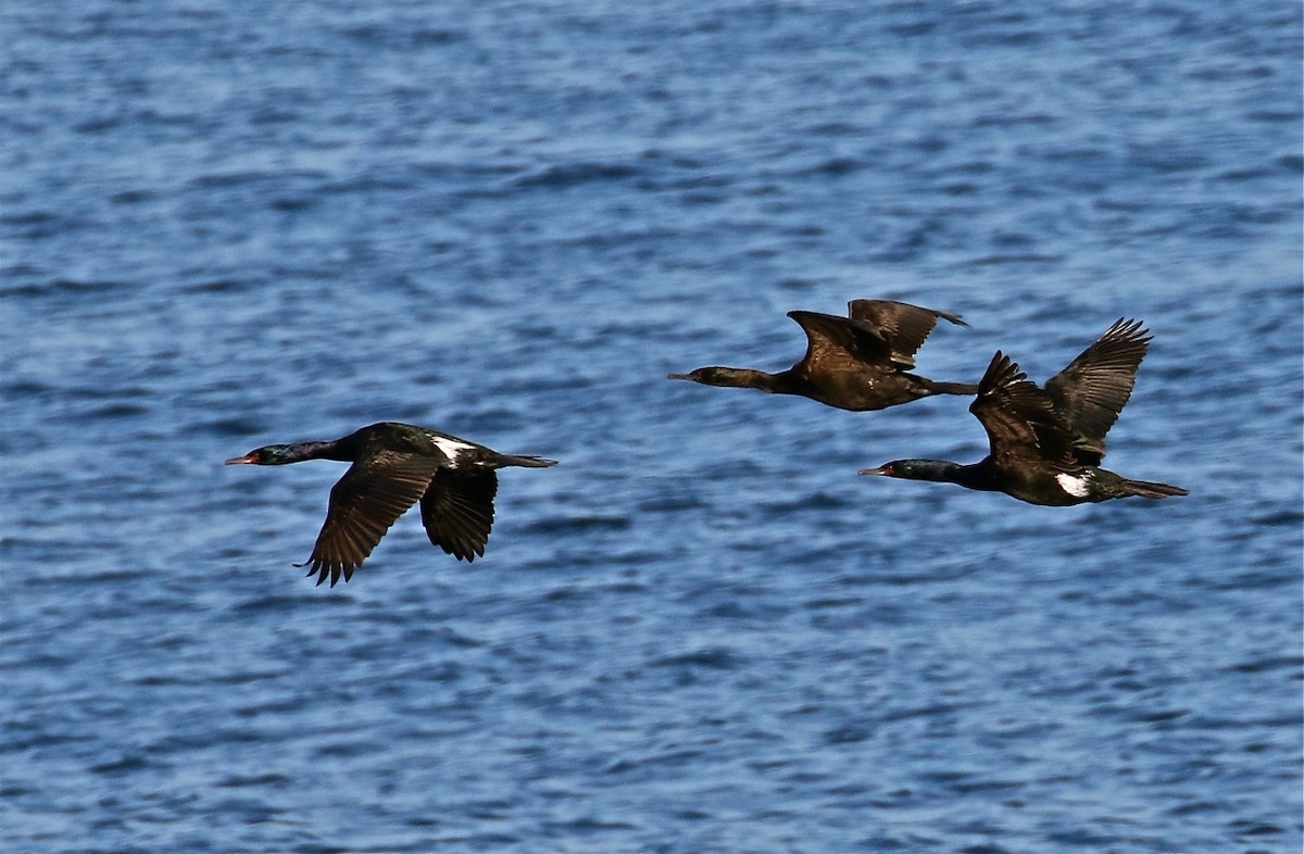 Pelagic Cormorant - ML71537741