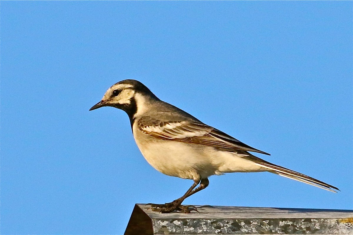 White Wagtail - ML71537931