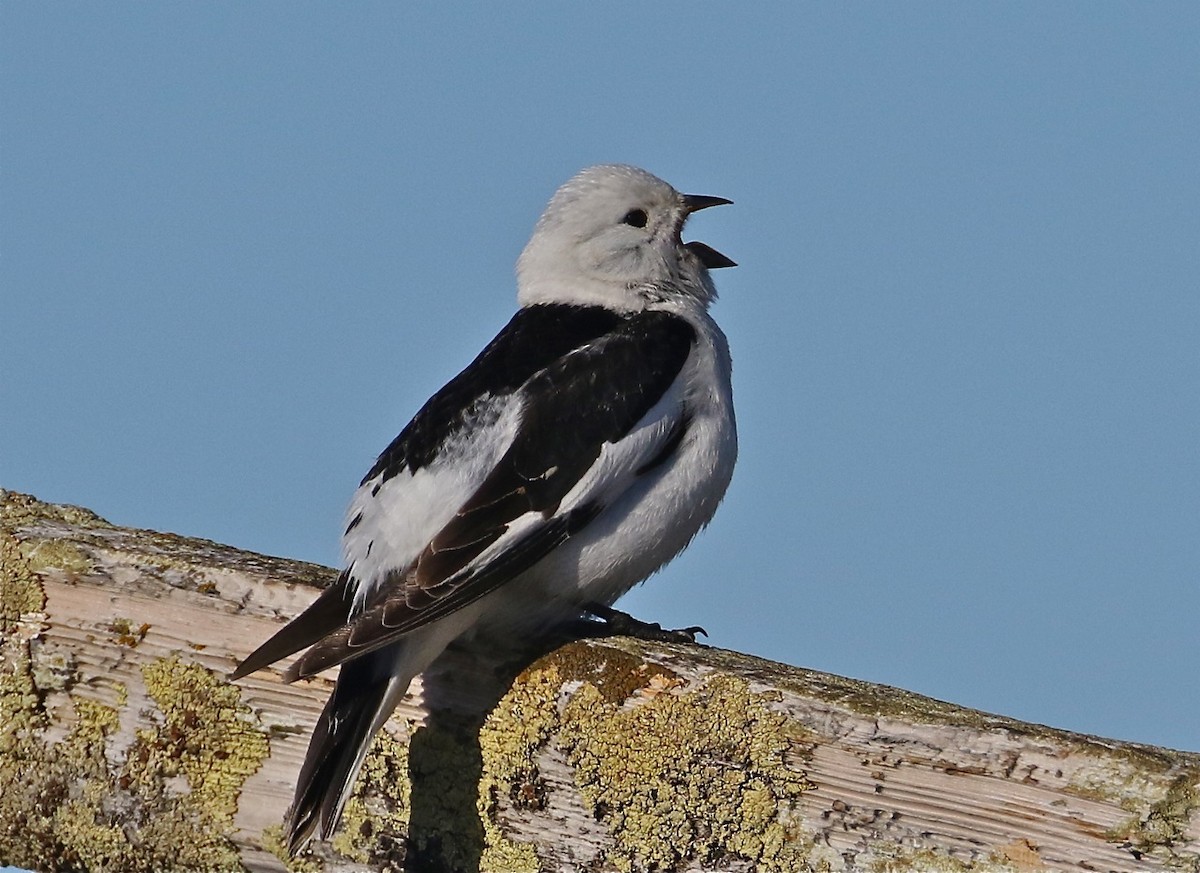 Snow Bunting - ML71538061