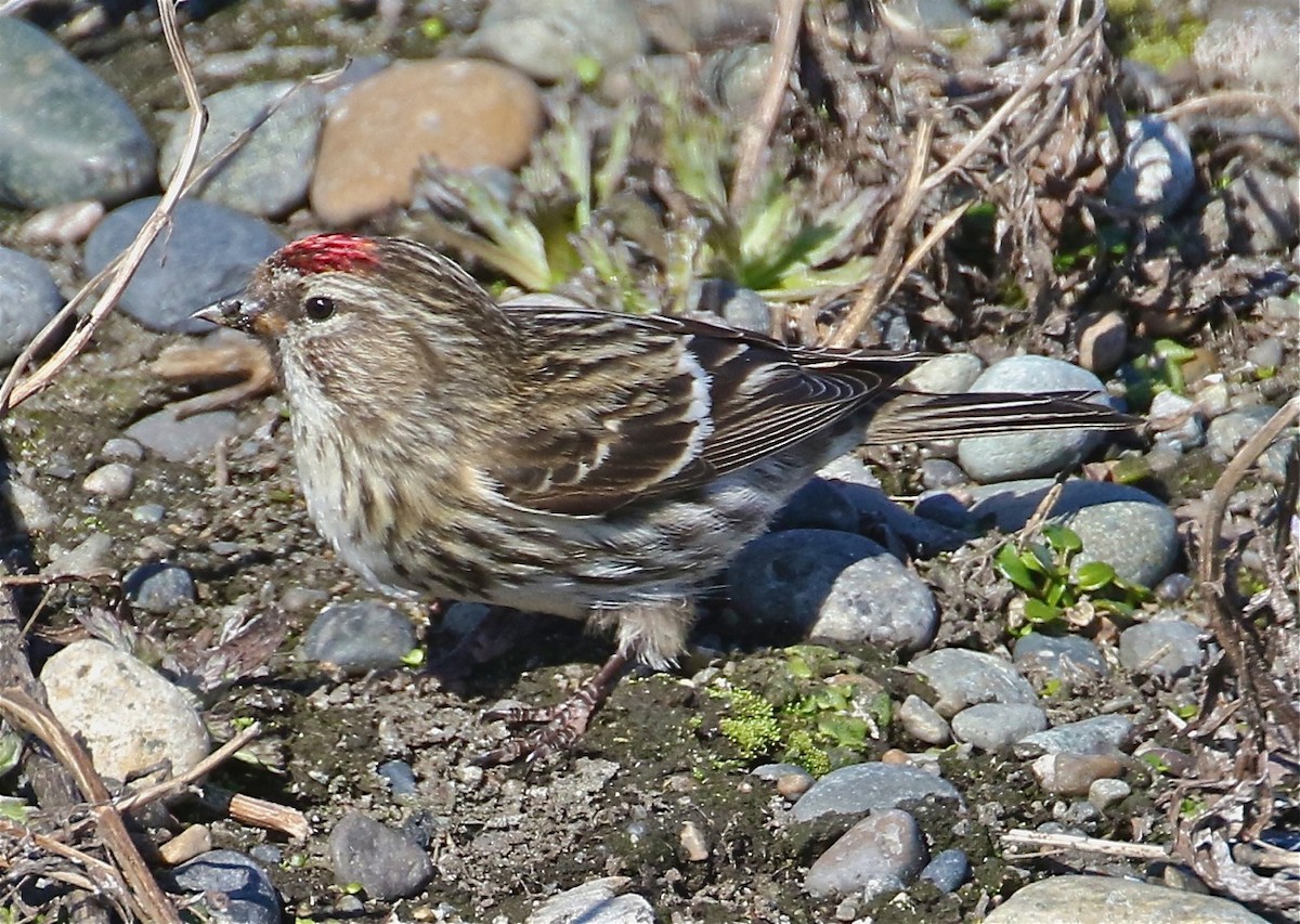 Common Redpoll - ML71538091