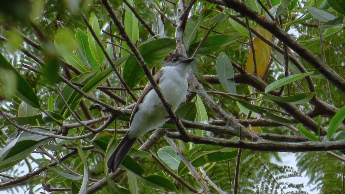 White-rumped Sirystes - ML71538151