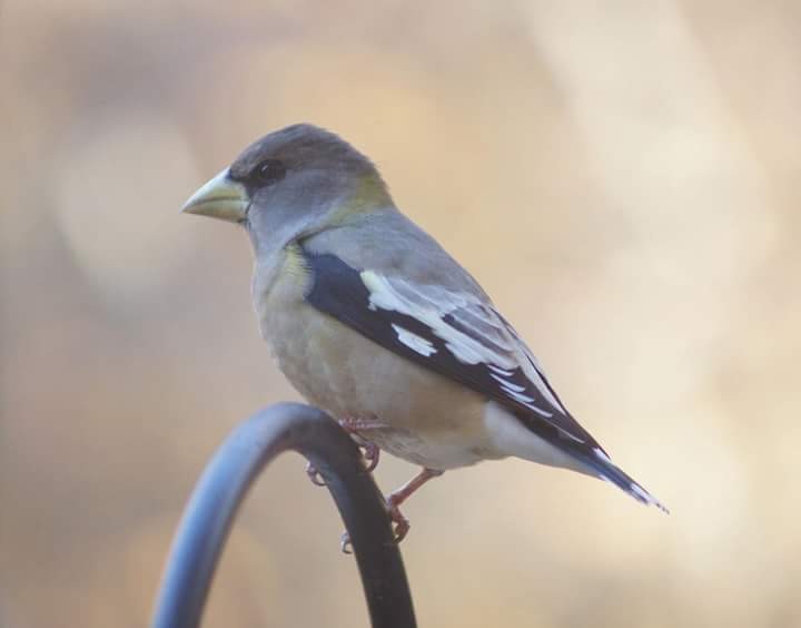 Evening Grosbeak - ML71538451