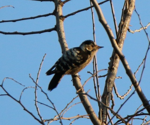 Lesser Spotted Woodpecker - Samuele Ramellini