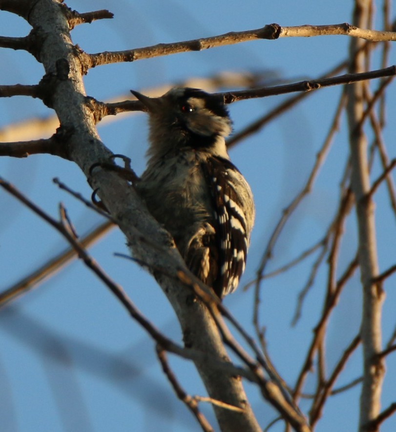 Lesser Spotted Woodpecker - Samuele Ramellini