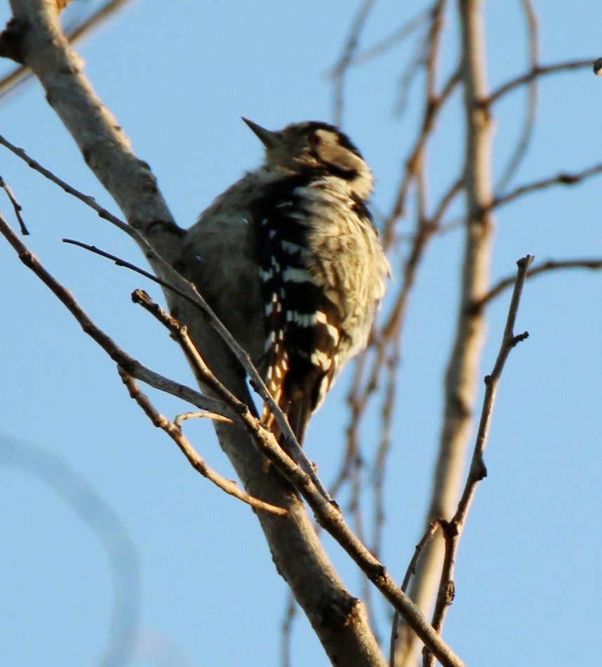 Lesser Spotted Woodpecker - ML71538991