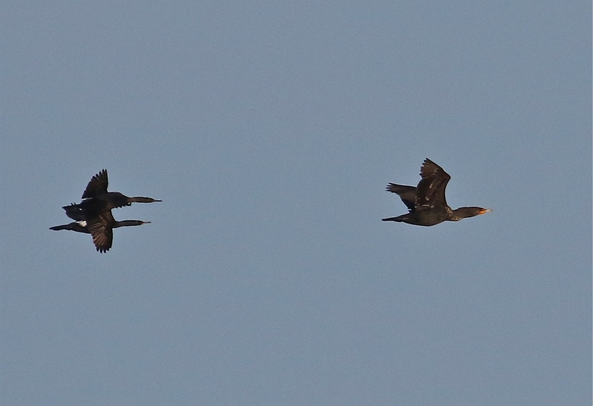 Double-crested Cormorant - ML71539061