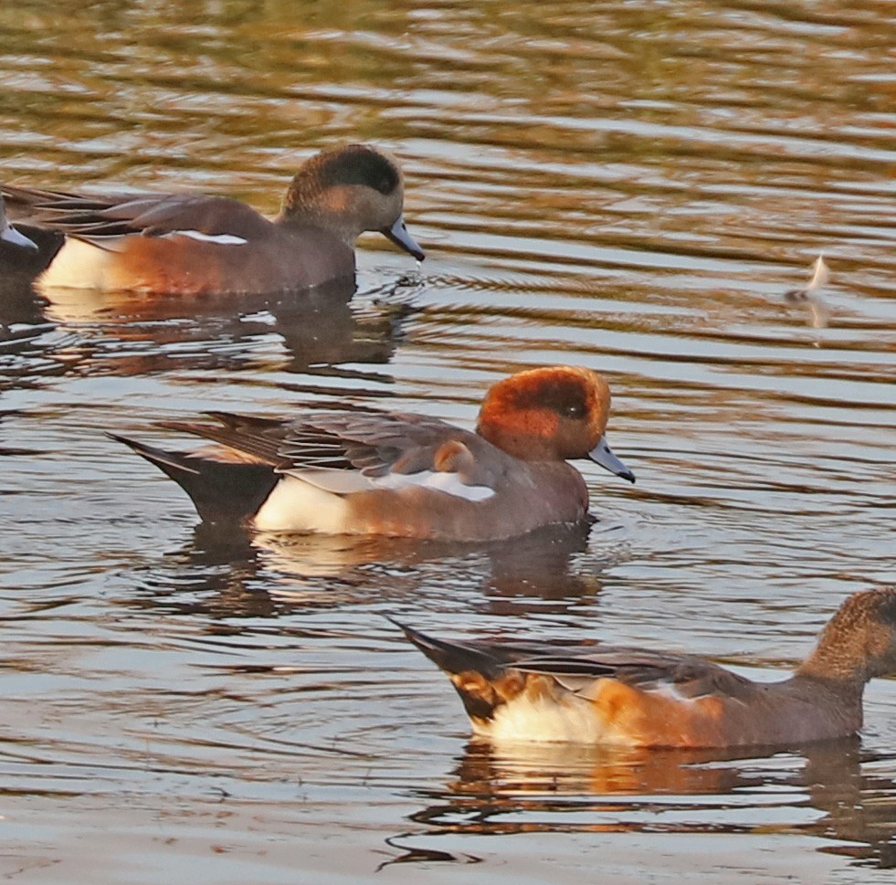 Eurasian x American Wigeon (hybrid) - ML71539151