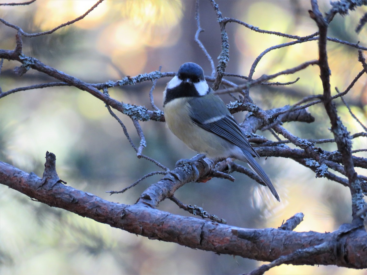 Great Tit (Great) - ML71540881