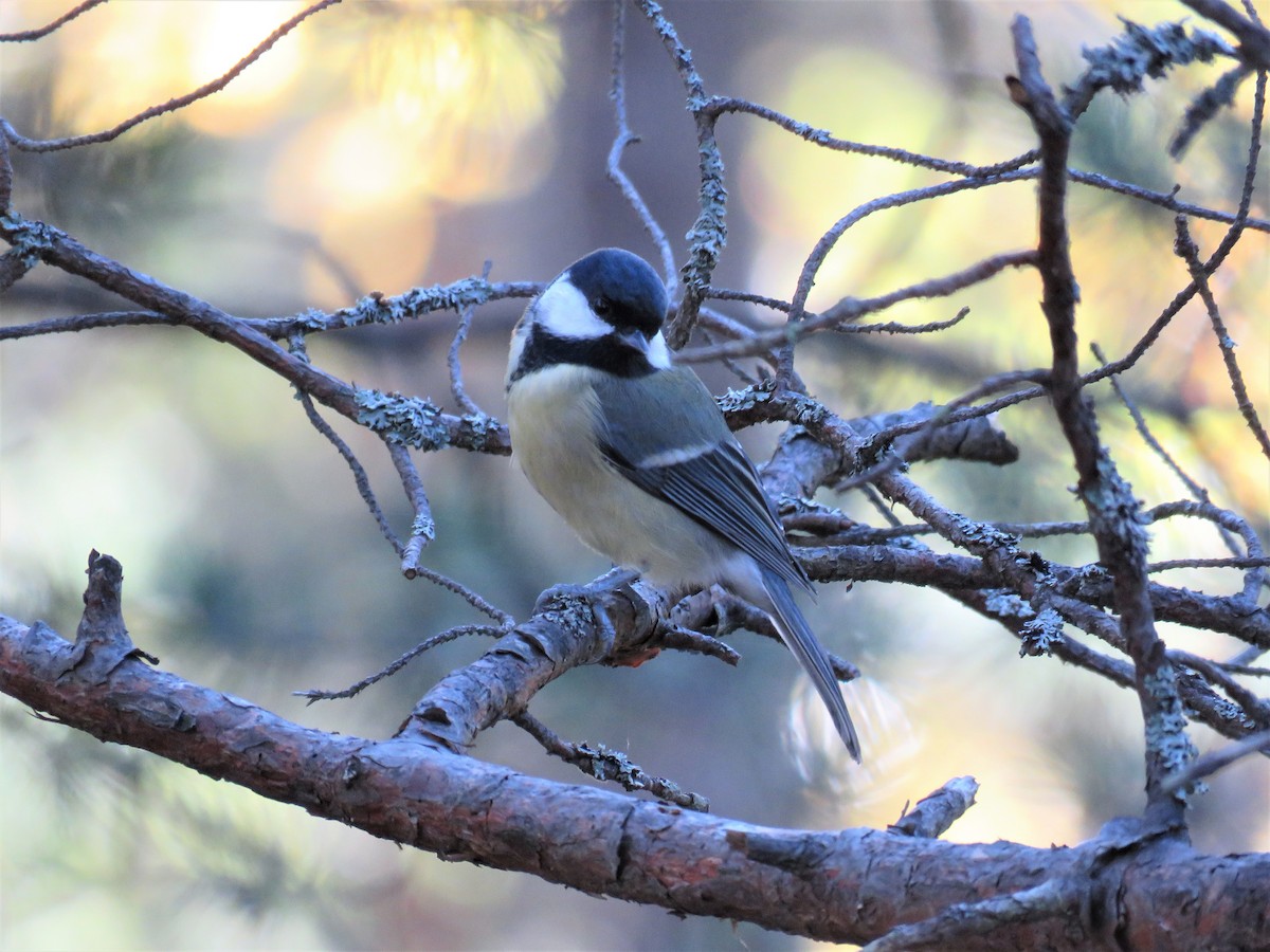 Great Tit (Great) - ML71540931