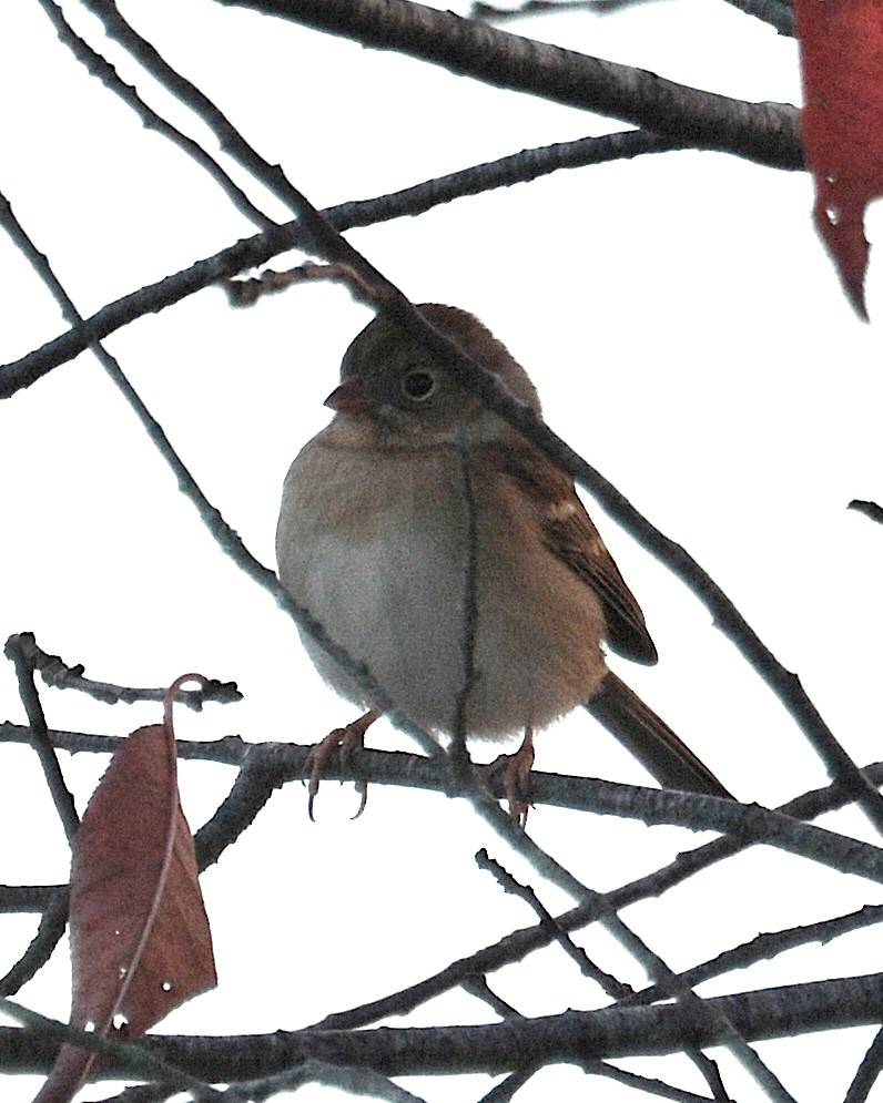 Field Sparrow - ML71543251