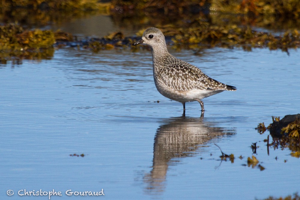 Black-bellied Plover - ML71545361