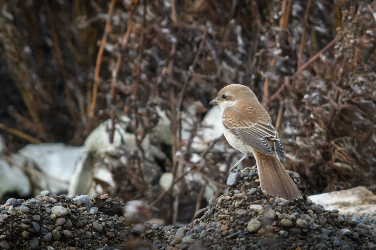 Red-backed Shrike - ML71545571