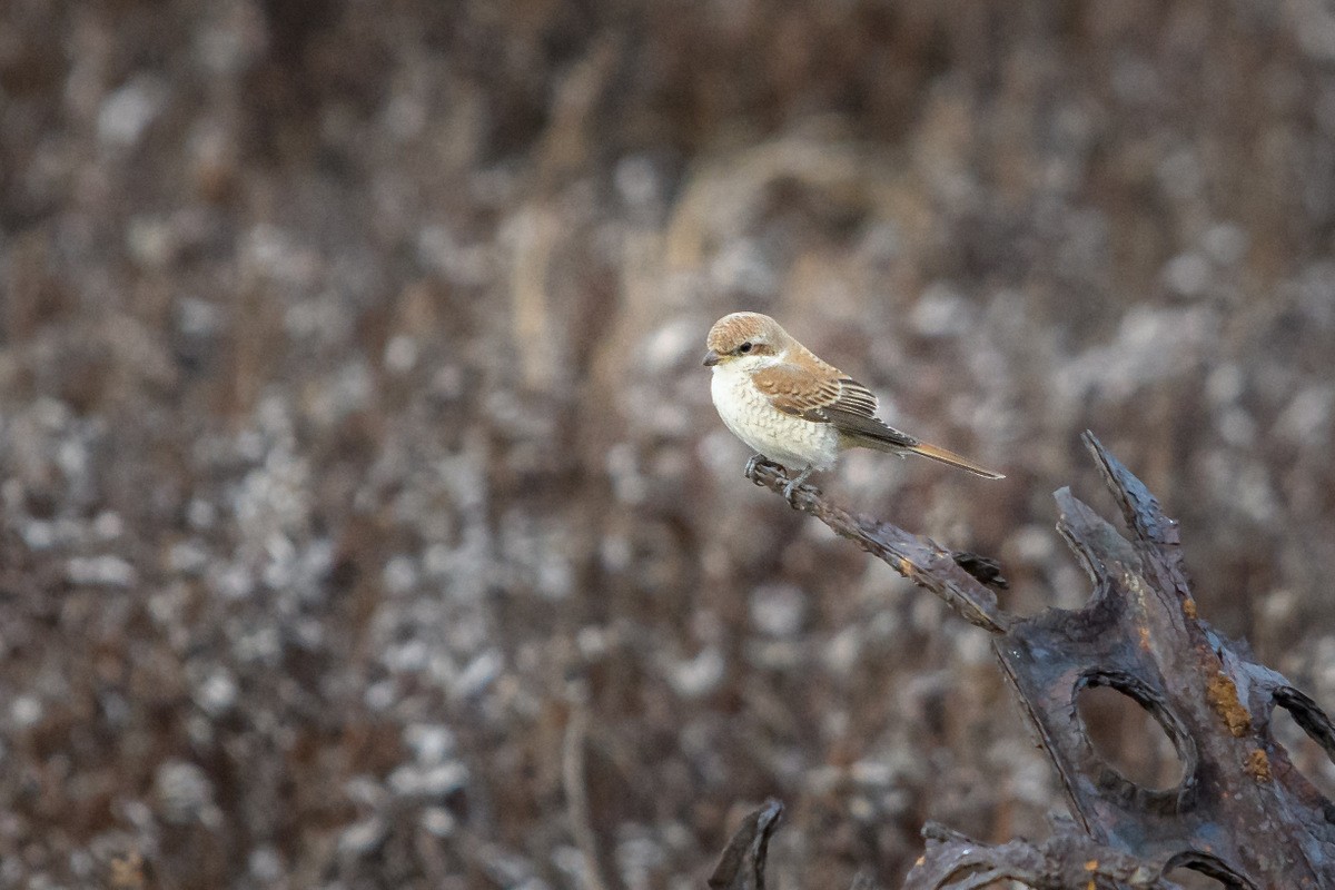 Red-backed Shrike - ML71545671