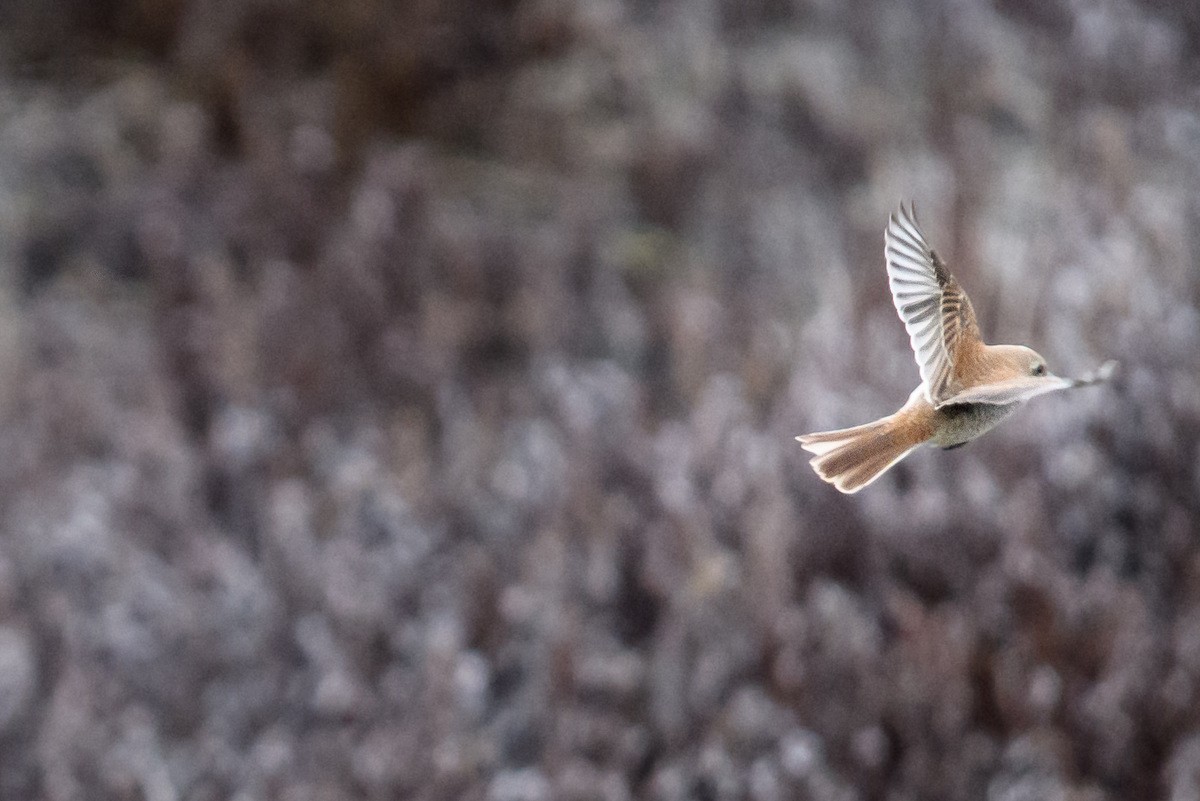 Red-backed Shrike - ML71545941