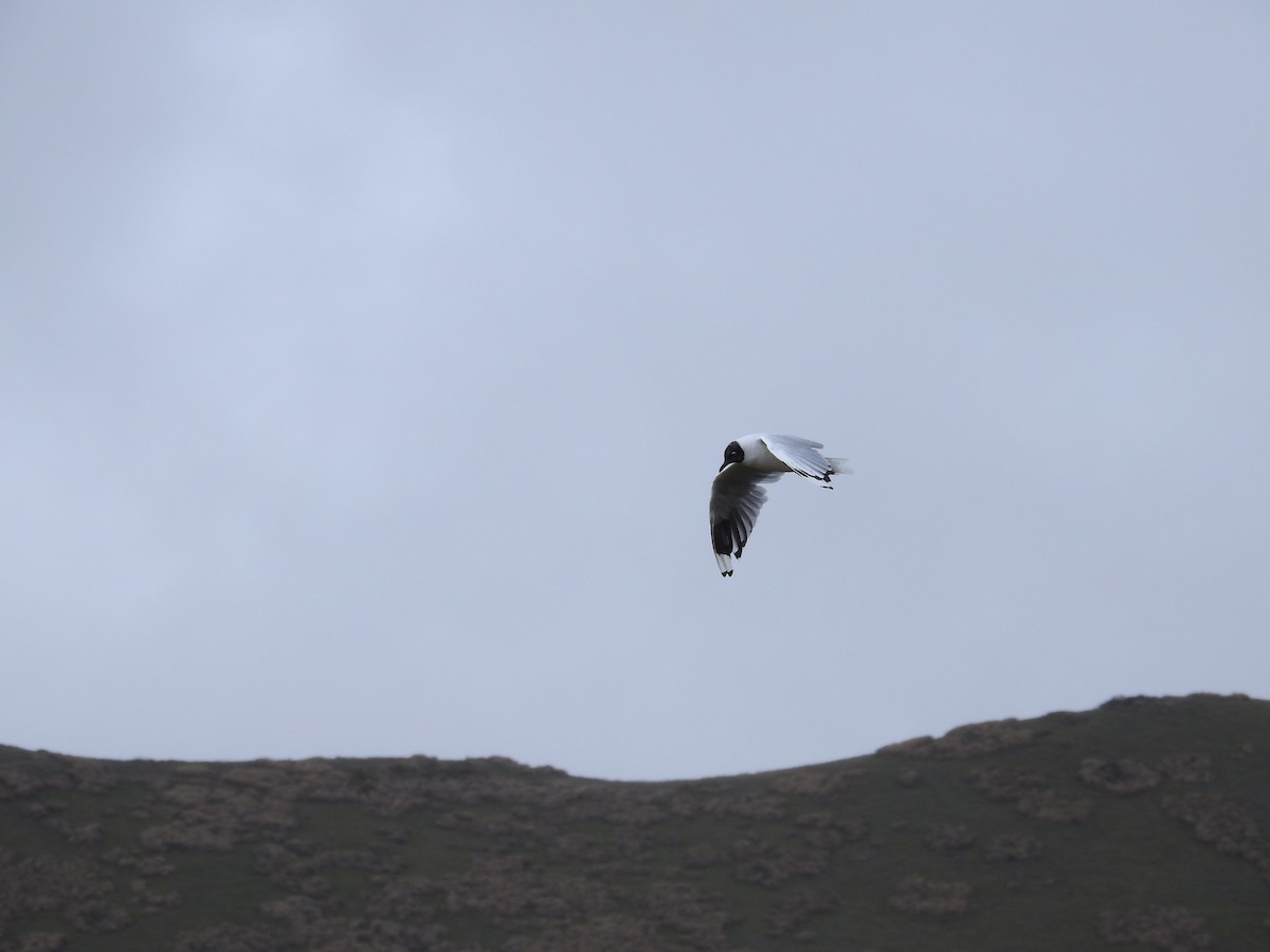 Mouette des Andes - ML71546131