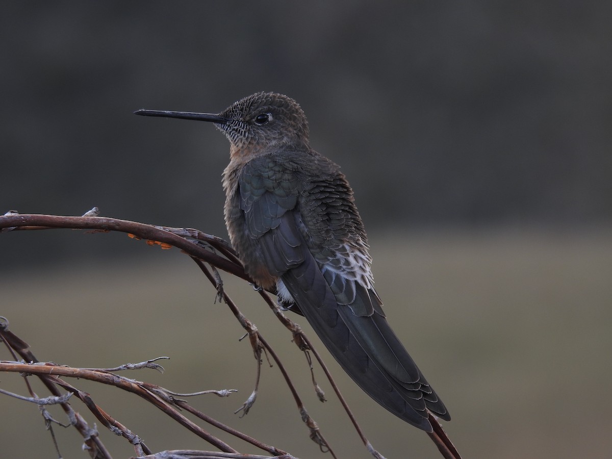 Colibri géant - ML71546161