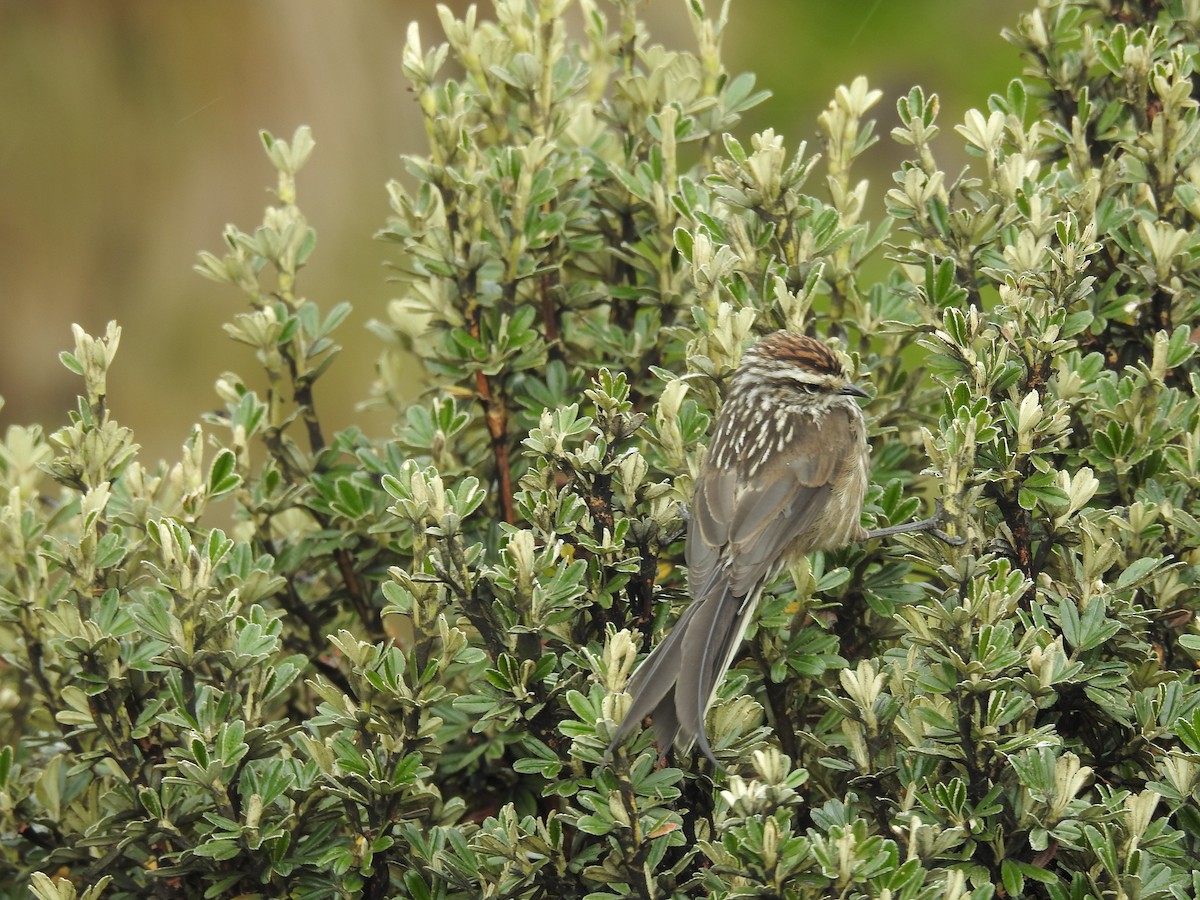 Andean Tit-Spinetail - ML71546231