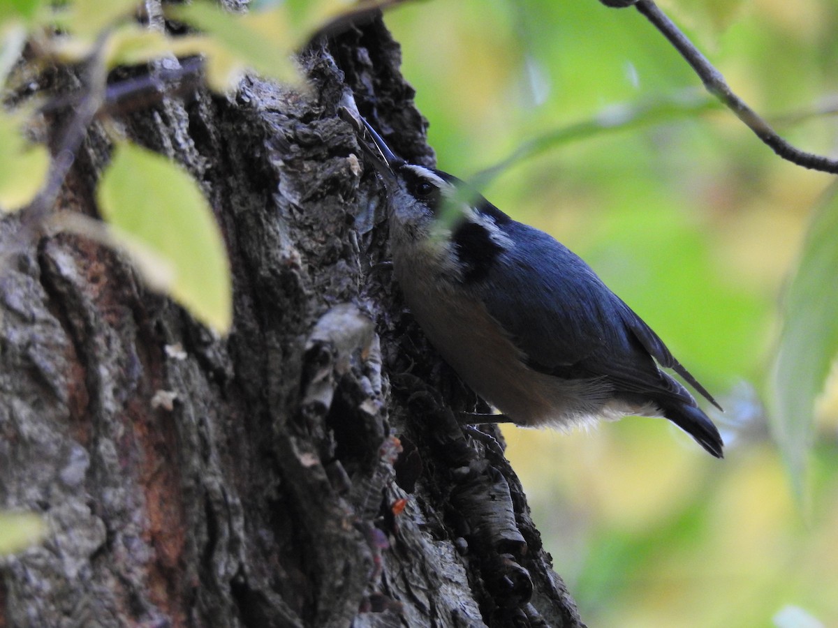 Red-breasted Nuthatch - ML71547821